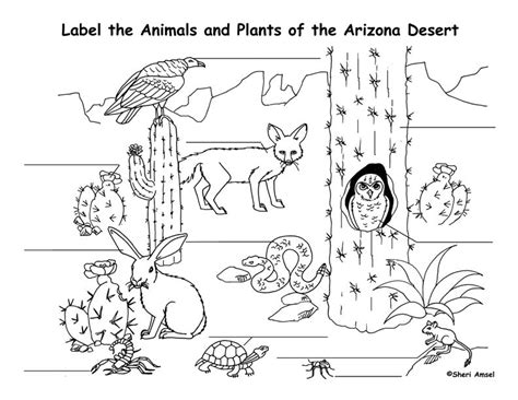 arizona desert animals coloring desert animals desert animals