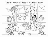 Coloring Animals Pages Desert Their Habitats Animal Plants Printable Habitat Arizona Kids Colour Choose Board Ecosystem Sheets sketch template