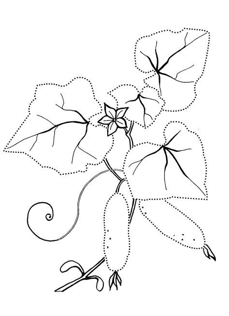 coloring page cucumber