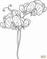 Pea Sweet Flowers Flower Coloring Pages Vine Vines Clipart Gif Printable Tattoo Color Drawing Peas Outline Supercoloring 1622 1284 Cliparts sketch template