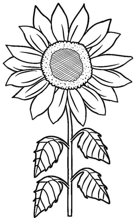 draw  sunflower easy step  step drawing guides girassol