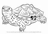 Terrapin Diamondback Drawing Draw Step Tortoises Turtles sketch template