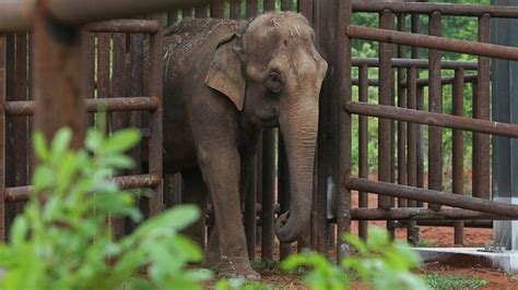 Brazil Opens Latin America S First Elephant Sanctuary Bbc News
