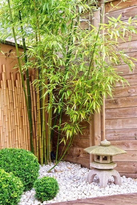 care  bamboo plants hunker japanese garden backyard zen