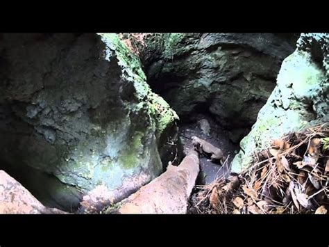 dog rescued  cave youtube