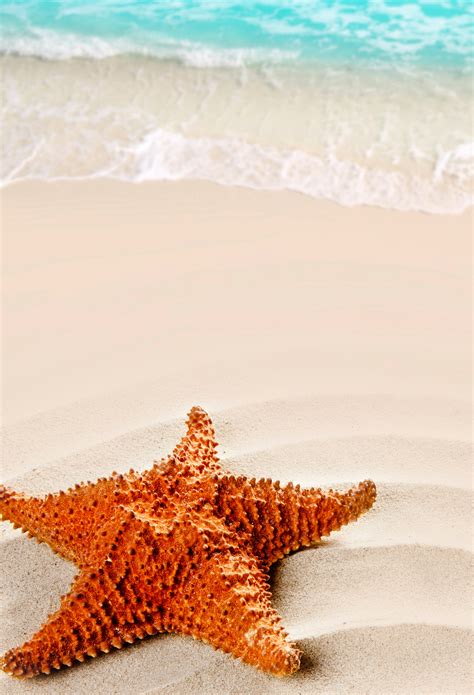 starfish   beach wallpaper  iphone