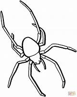 Insekt Ragni Beinen Ragno Langen Spiders Spinnen Spinne Ausmalen Ausmalbild Trapdoor Malvorlage Entro sketch template