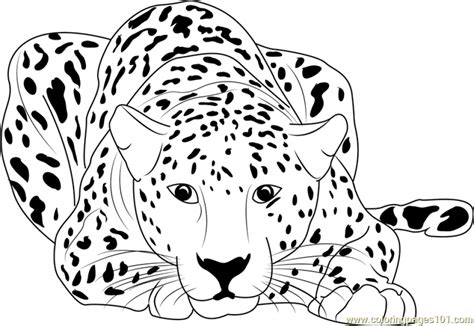 printable cheetah coloring pages everfreecoloringcom