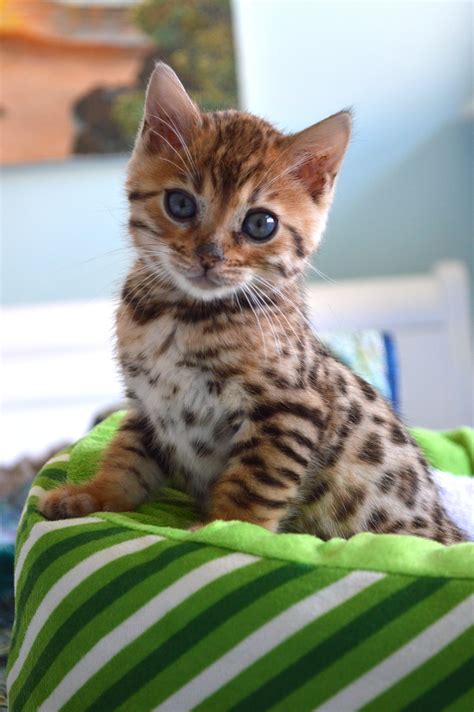 bengal kitten