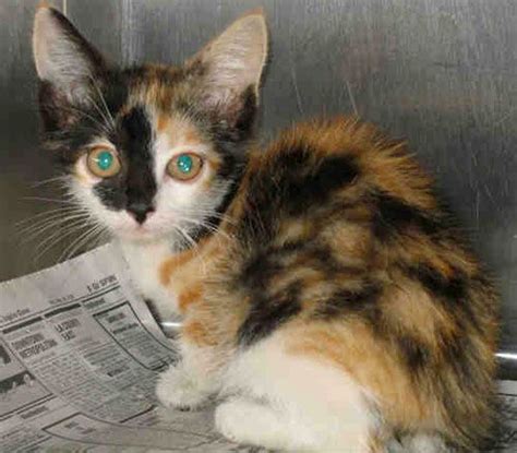 calico cats calico cats  female btw   ginger