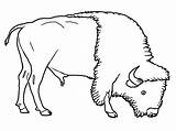 Bison Coloring Animals Pages Grassland Buffalo Printable Drawing Kids Animal Wildebeest Outline American Drawings Color Colouring Getcolorings Getdrawings Popular Biome sketch template
