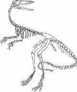 Skeleton Skelett Ausmalbilder Dinosaurier Malvorlage Velociraptor Fossils Microraptor Visita Spinosaurus Facts sketch template
