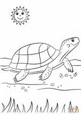 Turtle Coloring Cartoon Pages Printable Turtles Pond Drawing Cartoons Supercoloring Animals Dot Crafts Choose Board sketch template