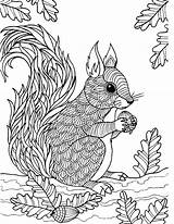 Squirrel Coloring Herbst Coloringbay Epingle Coq Hayvan Gratuit Omalovánky Veverka sketch template