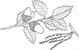 Quercus Coloring Oak Suber Cork Mediterraneo Dibujo Para Colorear Alcornoque Supercoloring Pages Designlooter sketch template