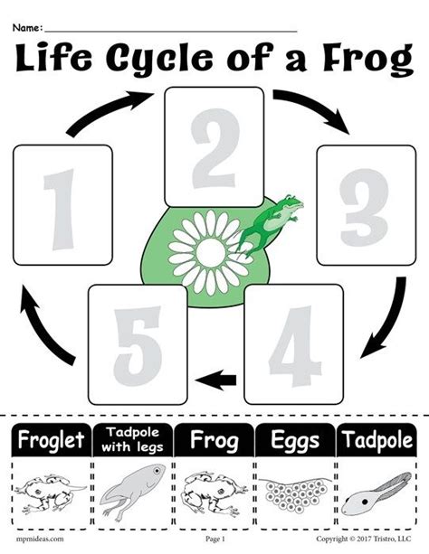 image result  frog life cycle  kids printable cut  frog life