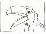 Toucan Coloringhome sketch template