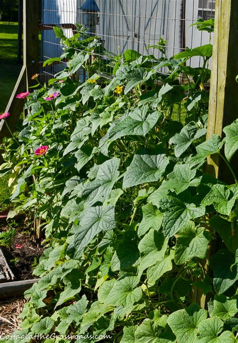 growing cucumbers  raised beds cottage   crossroads