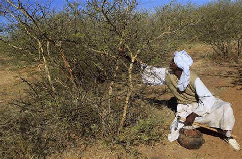 farmers in sudan fill western demand for ubiquitous gum