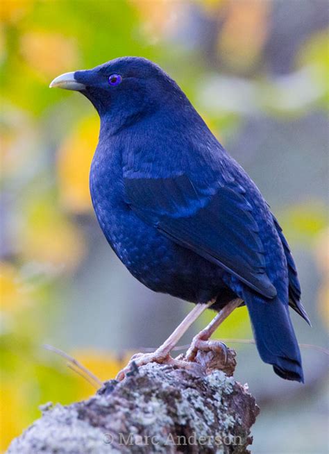 satin bowerbird calls  song wildlife sounds  wild ambience