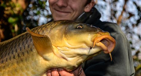 decouvrez rapidement les  avantages de la peche  la carpe