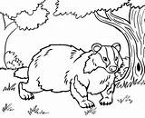 Badger Bestcoloringpagesforkids Badgers sketch template