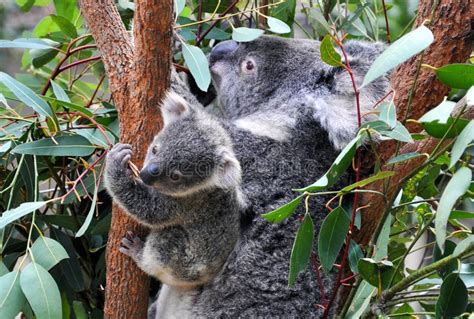 koala family stock photo image  tree sitting mother