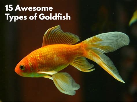 awesome types  goldfish  complete goldfish species guide goldfish types goldfish