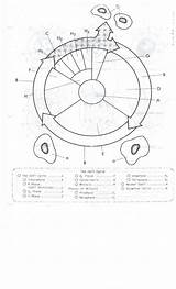Cell Cycle Worksheet Coloring Drawing Division Key Biology Worksheets Answer Activity Color Pages Getdrawings Paintingvalley Sketchite Mitosis Sketch sketch template
