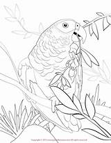 Parrot Cockatoo Coloringbay Designlooter Africangrey Flamingo sketch template