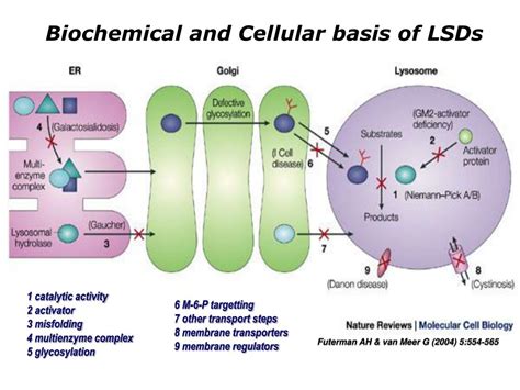 ppt the lysosome and lysosomal storage disorders lsd
