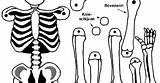 Skeleton Printable Menselijk Make Movable sketch template