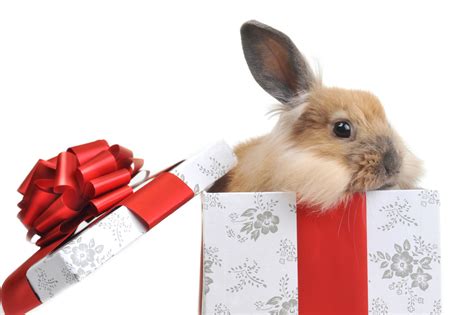 top  rabbit themed gifts  bunny lovers usa rabbit breeders