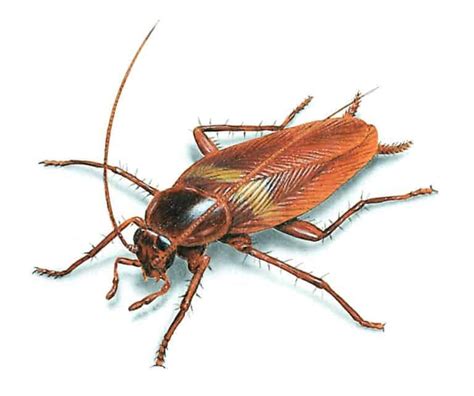 Bugs That Look Like Cockroaches But Aren’t With Pictures