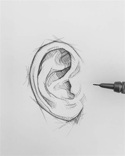 ear sketch rdrawing