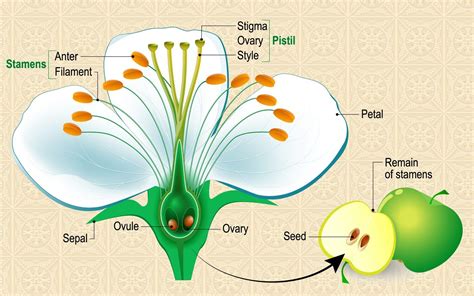 anatomy  flowering plants class  ncert notes leverage