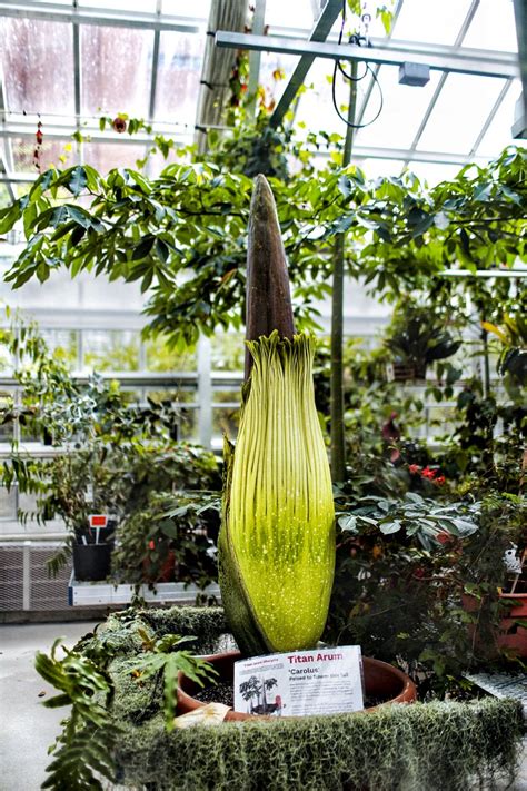 corpse flower poised    big stink cornell chronicle