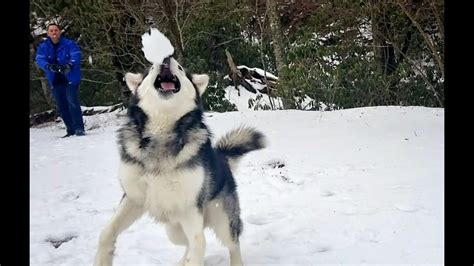 malamutes st time  snow  youtube
