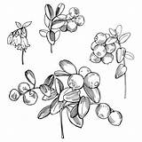Lingonberry Waldbeere Cowberry Drawn Gezeichnete Vektorskizze Illustration Illustrationen sketch template