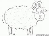 Colorkid Cabras Pecore Kozy Owce Kolorowanki Colorear Schafe Ziegen Ovejas Ovinos Caprinos Capre Kolorowanka sketch template
