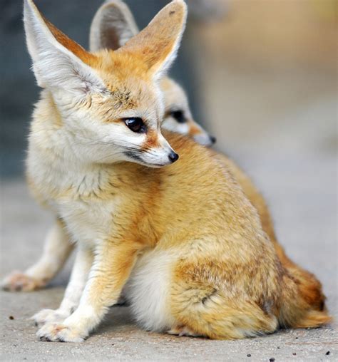 fennec fox  fennec cuteanimalsworld