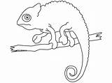 Chameleon Coloring Pages Choose Board sketch template