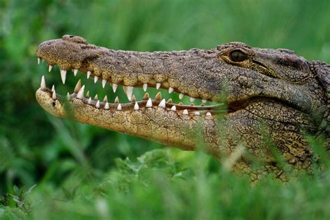 crocodiles   living fossils
