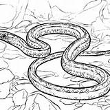 Garter Snake sketch template