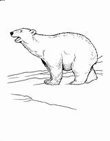 Polar Bear Coloring Pages Arctic Printable Kids Coloring4free Roaring Animals Realistic Snow Bestcoloringpagesforkids Popular Cute sketch template