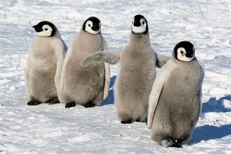 penguin perspective     emperor penguins