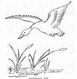 Duck Flying Clip Pond Line Over Drawing Bird Picsburg Drawings Coloring Birds Pages Printable Clipart Royalty Stock Outlined Signage Lines sketch template