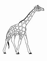 Giraffe Coloring Animals Pages Awesome Printable Netart Drawing Choose Board Kids sketch template