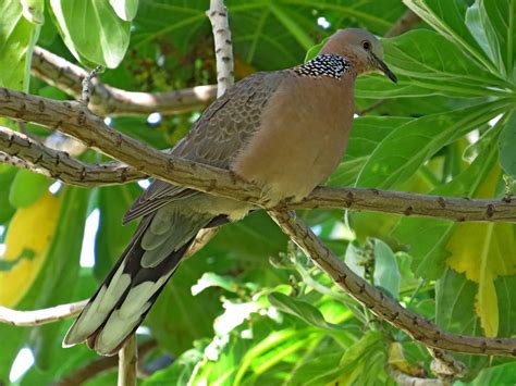 spotted dove waikiki honolulu hawaii    flickr