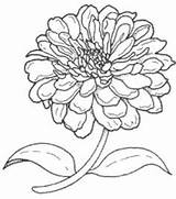 Zinnia Clipart Line Zinnias Drawings Flower Drawing Flowers Google Brooklyn Butterflies Plant Them If Garden Coloring Clipground Search Botanic Come sketch template